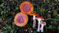 Amanita muscaria image