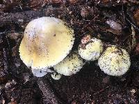 Amanita phalloides image