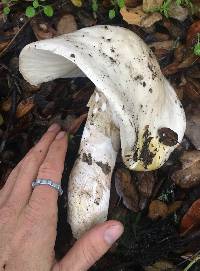 Amanita phalloides image