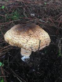 Agaricus augustus image