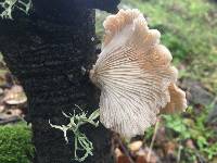 Pleurotus ostreatus image