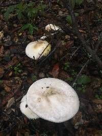 Amanita phalloides image