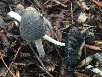 Coprinopsis lagopus image