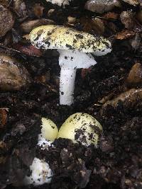 Amanita phalloides image