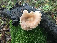 Pleurotus ostreatus image