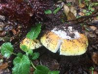 Amanita calyptroderma image