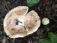 Amanita calyptroderma image