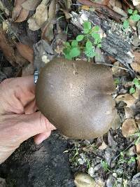 Boletus subtomentosus image