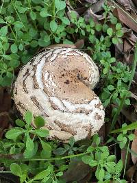 Chlorophyllum brunneum image