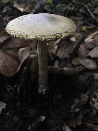 Amanita phalloides image