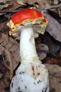 Amanita muscaria image