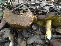 Boletus subtomentosus image