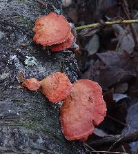 Pycnoporus cinnabarinus image