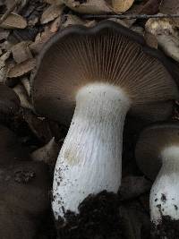 Entoloma ferruginans image