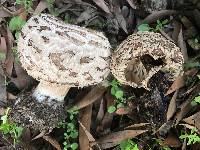 Chlorophyllum brunneum image