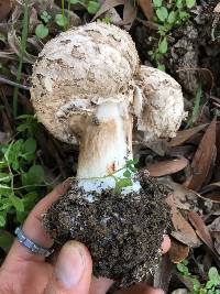 Chlorophyllum brunneum image