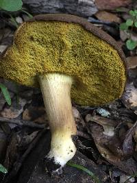 Boletus subtomentosus image