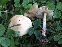 Marasmius oreades image