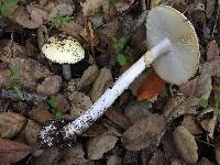 Amanita phalloides image