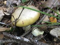 Amanita phalloides image