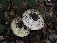 Amanita phalloides image