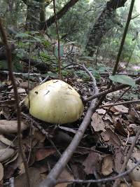 Amanita phalloides image