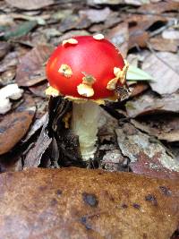 Amanita muscaria image