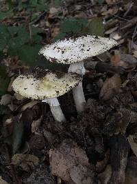 Amanita phalloides image