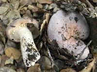 Lactarius argillaceifolius var. megacarpus image