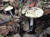 Amanita phalloides image