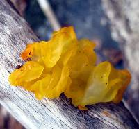 Tremella mesenterica image