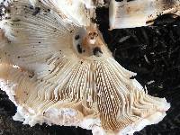 Chlorophyllum brunneum image