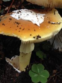 Amanita calyptroderma image