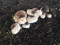 Chlorophyllum brunneum image