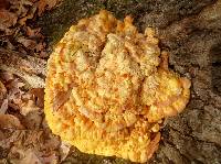 Laetiporus sulphureus image