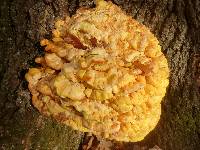 Laetiporus sulphureus image