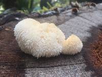 Hericium erinaceus image