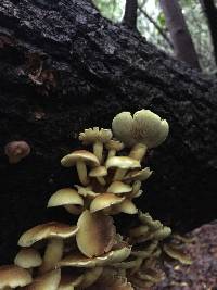 Hypholoma fasciculare image