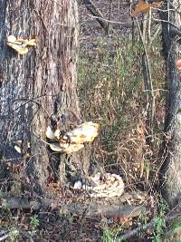 Laetiporus sulphureus image