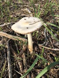 Volvariella gloiocephala image