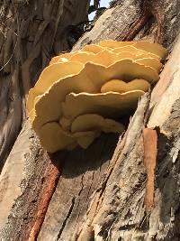 Laetiporus gilbertsonii image