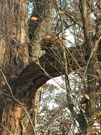 Laetiporus sulphureus image