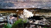 Hericium americanum image