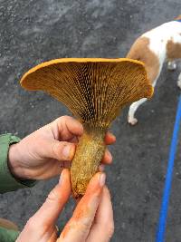 Omphalotus olivascens image