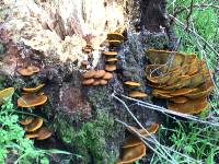 Omphalotus olivascens image