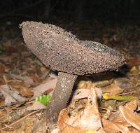 Strobilomyces strobilaceus image