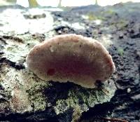 Fomitopsis cajanderi image