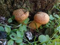 Armillaria sinapina image