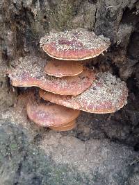 Ganoderma applanatum image