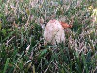 Coprinus comatus image